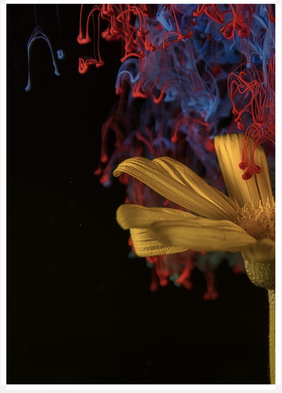 Flower Print on Canvas